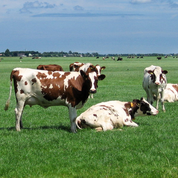 koeien bij de boer